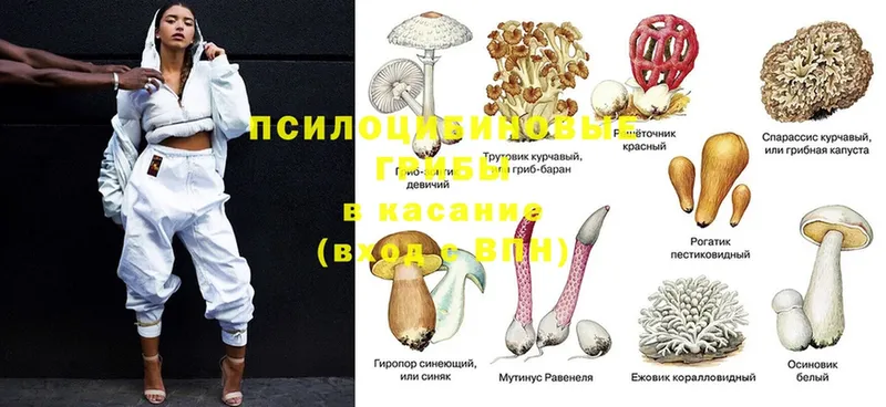 Галлюциногенные грибы Cubensis  darknet наркотические препараты  Анжеро-Судженск 